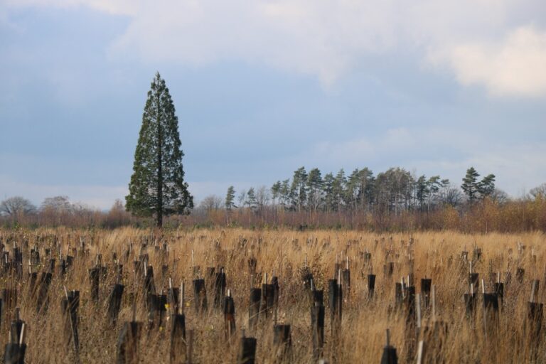 Randonnée à Naninne